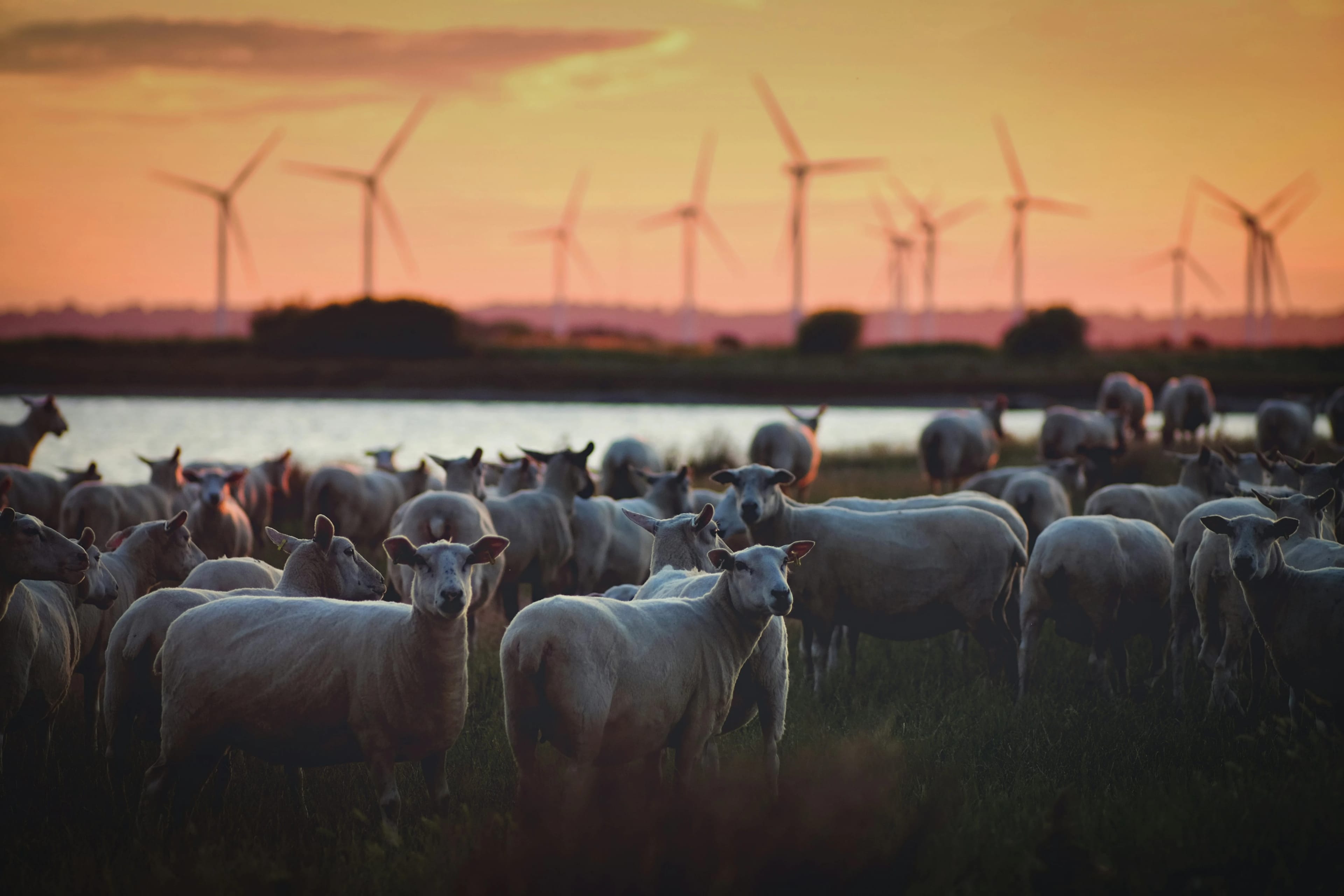 From Red Tape to Green Power